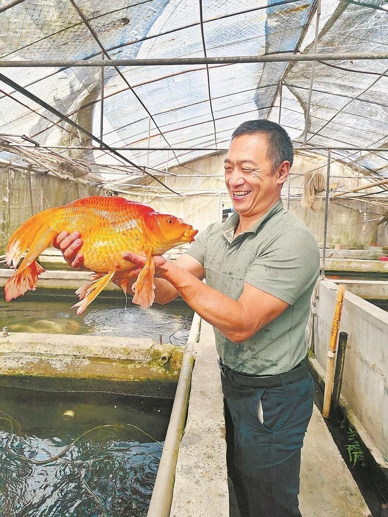彭學通培育的金龍魚價值多少？ 彭學通培育的金龍魚價值多少？ 2025長城杯龍魚大賽 第5張