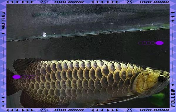 彭學通培育的金龍魚價值多少？ 彭學通培育的金龍魚價值多少？ 2025長城杯龍魚大賽 第2張