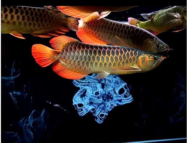 如何減少龍魚比賽中的死亡率？ 如何減少龍魚比賽中的死亡率？ 2025長城杯龍魚大賽 第4張