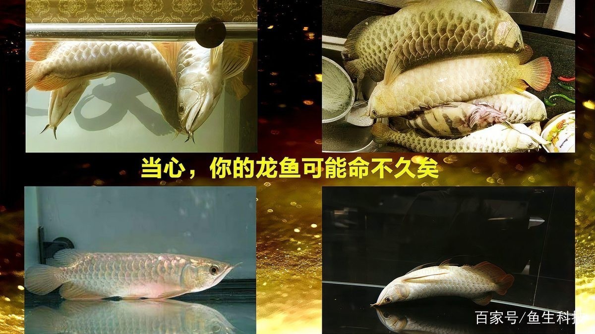 如何減少龍魚比賽中的死亡率？ 如何減少龍魚比賽中的死亡率？ 2025長城杯龍魚大賽 第7張