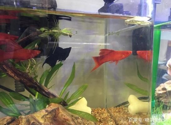 混養(yǎng)魚缸光照時間控制技巧