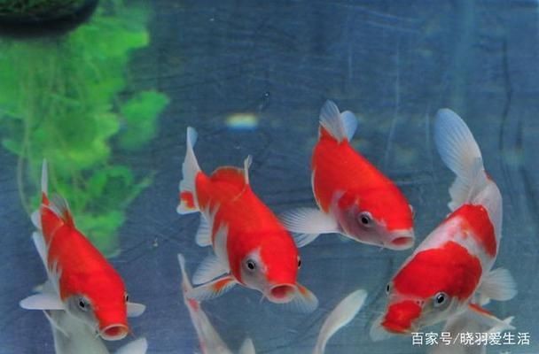 混養(yǎng)魚缸光照時間控制技巧