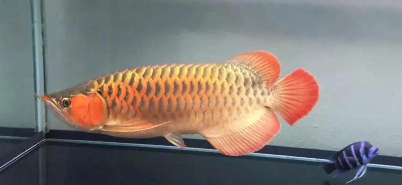 龍魚討厭主人的表現