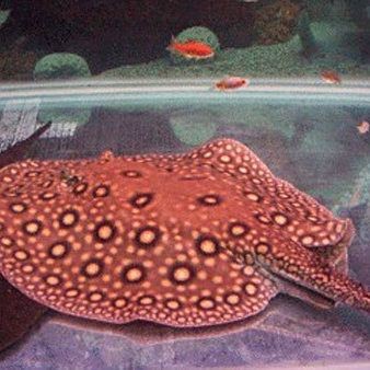 皇冠魟魚能長多大