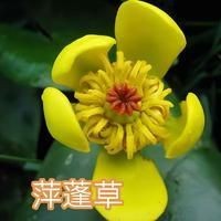 皇冠魟魚能長多大