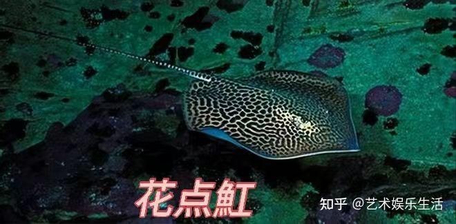皇冠魟魚能長多大