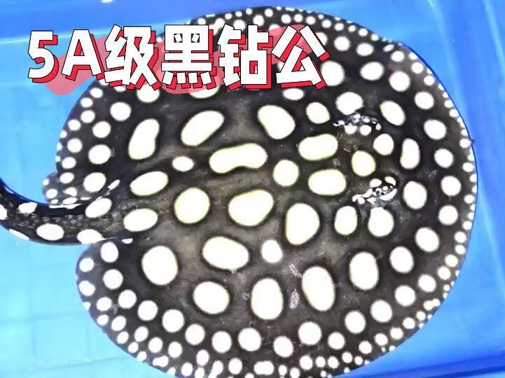 皇冠魟魚能長多大