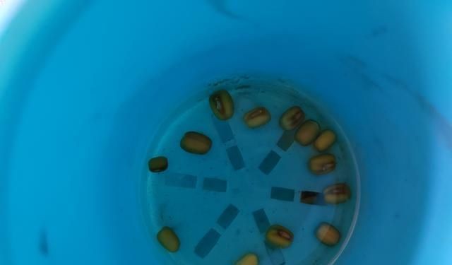 魚缸里魚的觀察日記：養魚技巧與誤區：關于魚缸里的觀察日記
