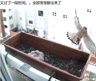 魚缸里魚的觀察日記：養魚技巧與誤區：關于魚缸里的觀察日記
