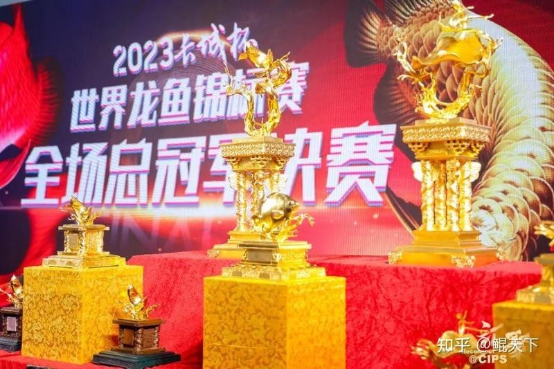 2025年長城杯龍魚有哪些參賽類別？