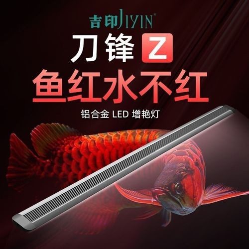 紅龍魚發色一定要用燈照嗎圖片