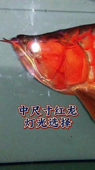 紅龍魚發色一定要用燈照嗎圖片