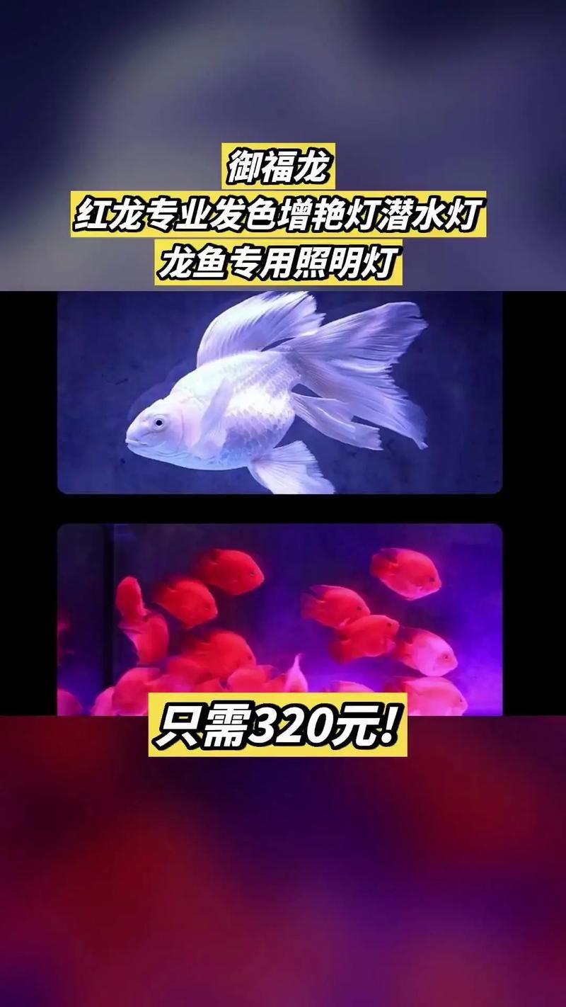 紅龍魚發色一定要用燈照嗎圖片