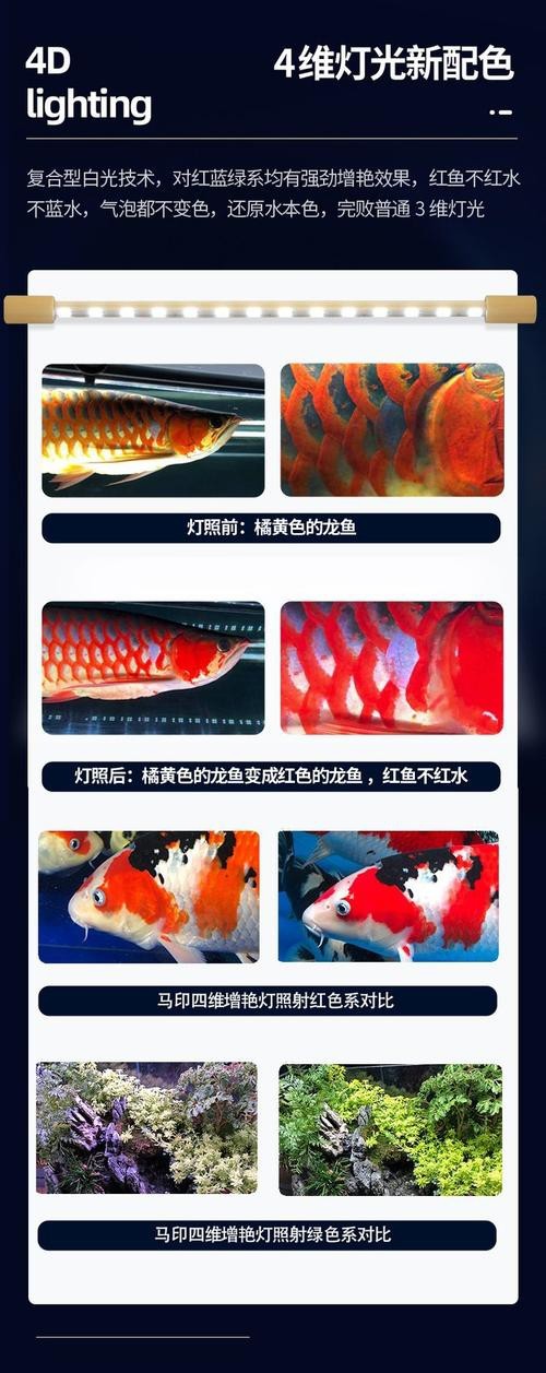 紅龍魚發色一定要用燈照嗎圖片