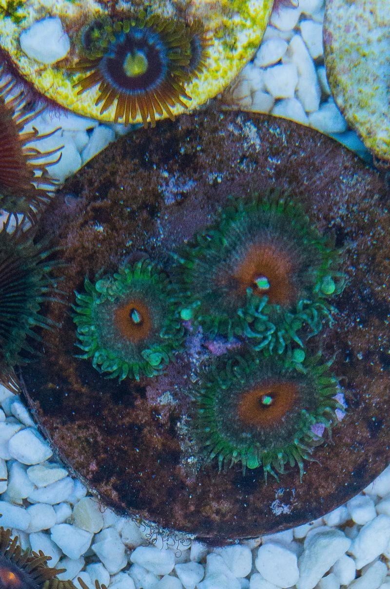 水米子魚的毒性有多強