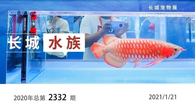 文建強會長如何推動龍魚文化傳播？