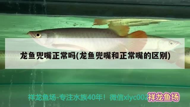 鵬慶水族館：探索海洋奇觀（河間市鵬慶水族館：探索海洋奇觀）