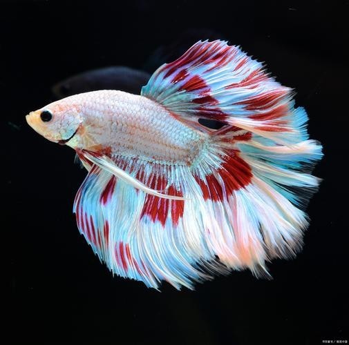 觀賞魚排名前十 觀賞魚排名前十 2025長城杯龍魚大賽 第1張