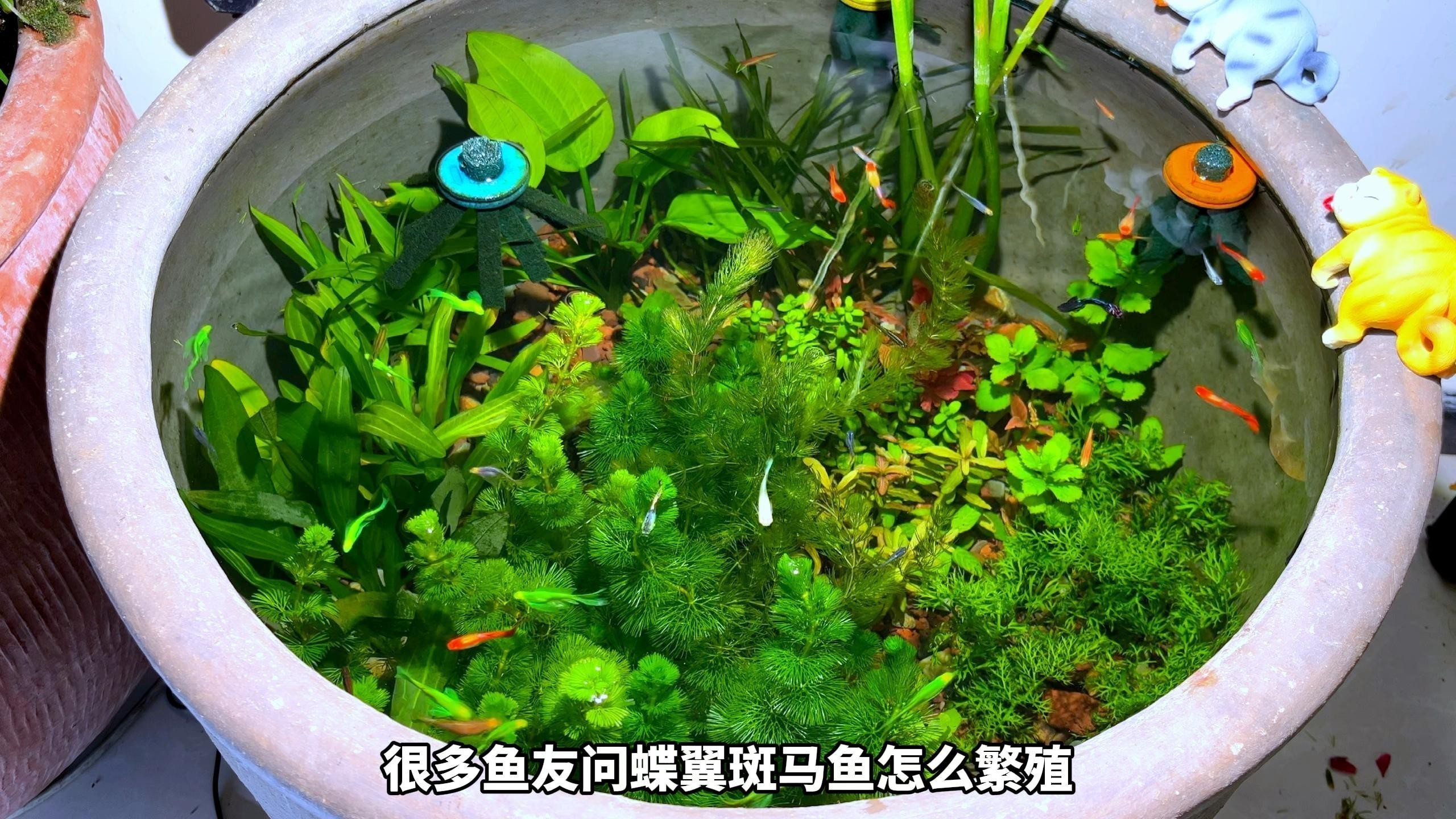 觀賞魚排名前十 觀賞魚排名前十 2025長城杯龍魚大賽 第6張