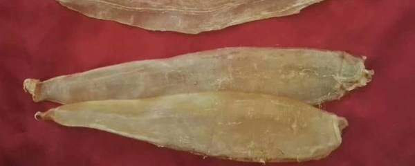 金龍魚魚膠膠質怎樣形成的：金龍魚魚膠的形成