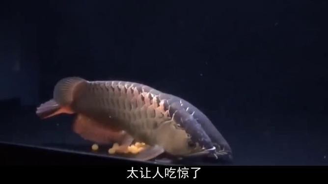 金龍魚視頻在線播放