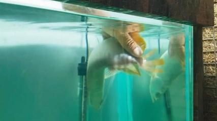 龍魚翻白了怎么辦：龍魚出現翻白的現象時，可能是多種原因引起的，龍魚翻白了怎么辦