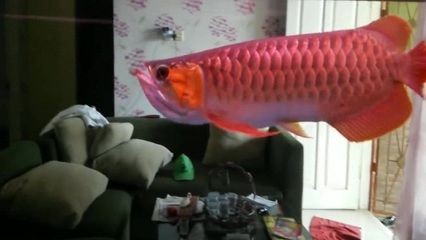 龍魚翻白了怎么辦：龍魚出現翻白的現象時，可能是多種原因引起的，龍魚翻白了怎么辦