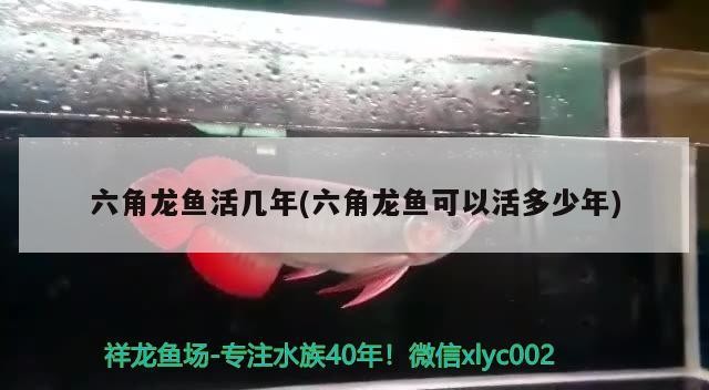 信陽市羊山新區天天魚缸觀賞魚經營店