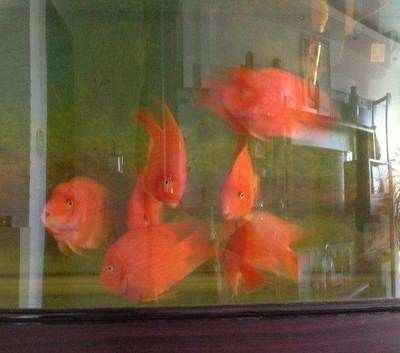 森森牌魚(yú)缸最新款一米二的（森森1.2米魚(yú)缸產(chǎn)品,森森牌魚(yú)缸最新款一米二的）