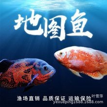 雞胸肉喂龜需要煮熟嗎,雞胸肉喂龜一次放多少合適，雞胸肉喂龜一次放多少合適，