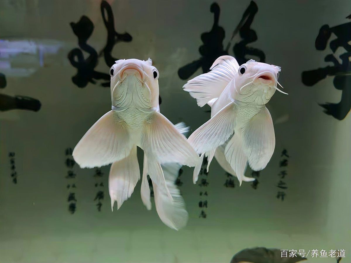蝴蝶鯉臨終前三天表現