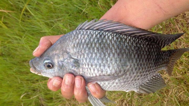 淡水魚飼料配方表 淡水魚飼料配方表 龍魚論壇 第2張