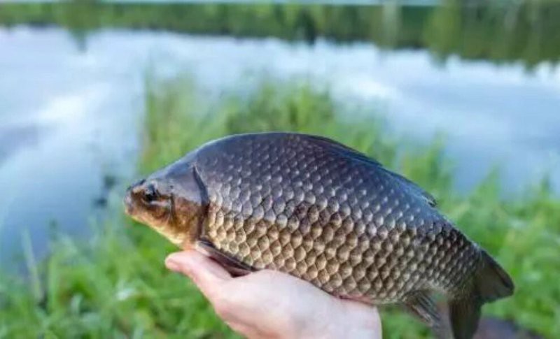 淡水魚飼料配方表 淡水魚飼料配方表 龍魚論壇 第3張