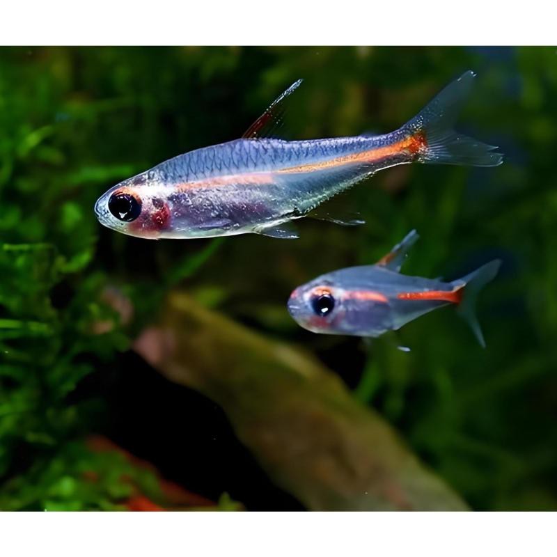 燈魚壽命一覽表