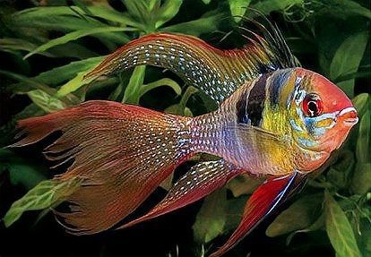 燈魚壽命一覽表