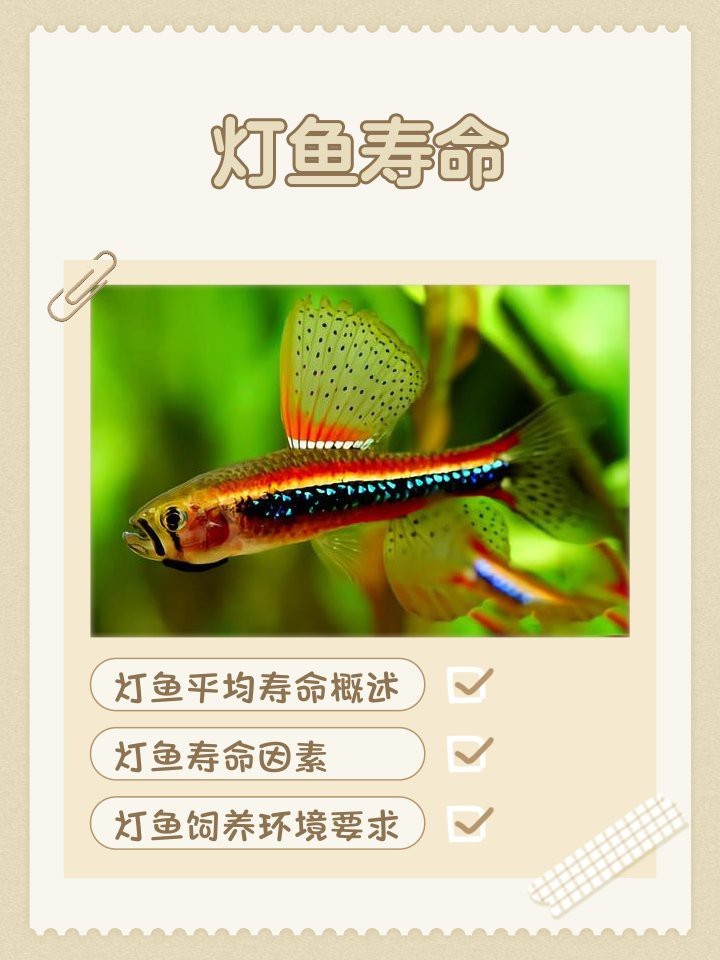 燈魚壽命一覽表