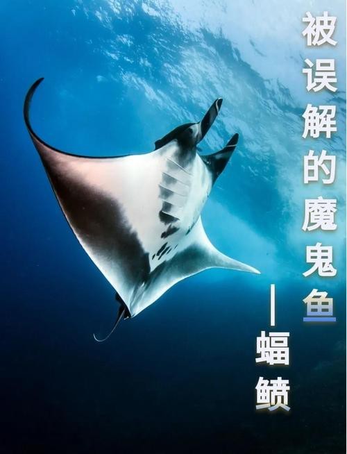 蝠鲼種類圖片大全