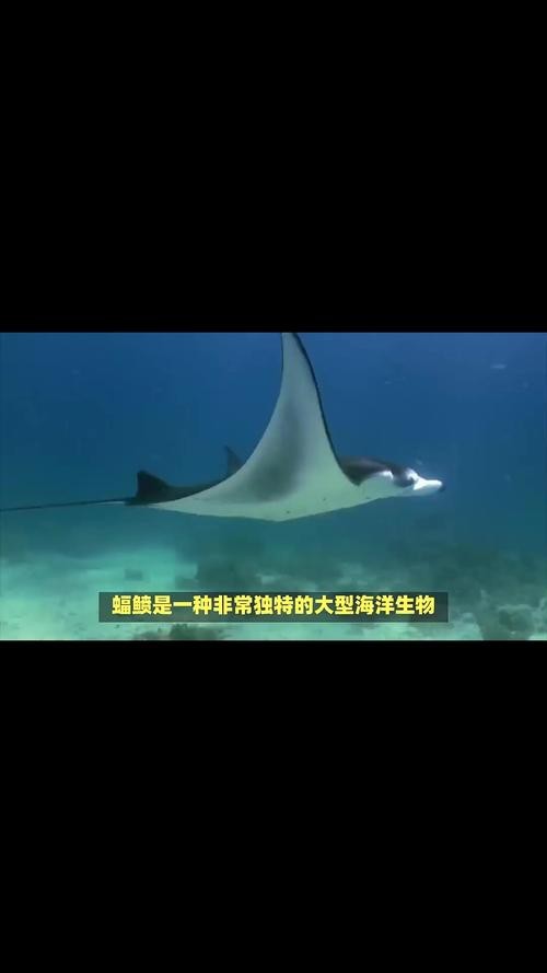 蝠鲼種類圖片大全