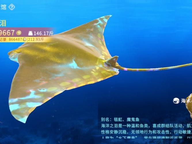 蝠鲼種類圖片大全