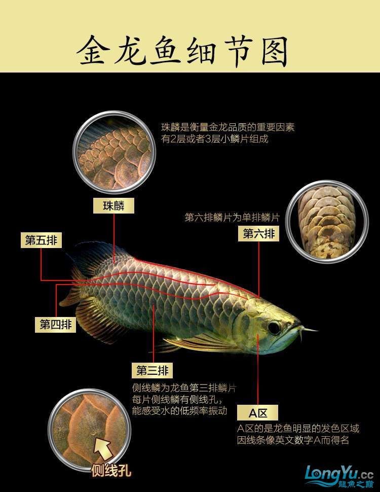 金頭過背金龍魚購買
