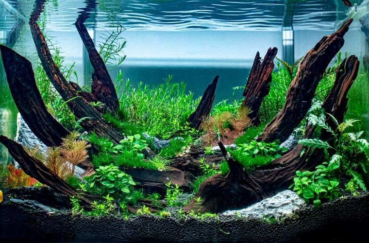 2025年長城水族展有哪些亮點(diǎn)？