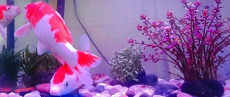 觀賞魚水族鹽說明書