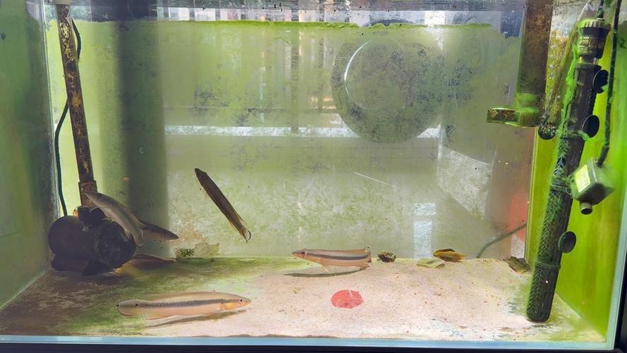 龍魚爛身病有哪些治療方法，如何治療龍魚爛身病