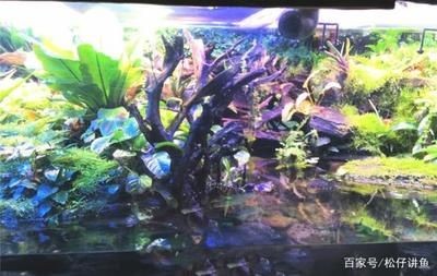 魚缸材質的科學解析魚缸材質的選擇對于養魚愛好者來說至關重要：如何選擇一個合適的魚缸？