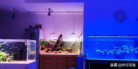魚缸材質的科學解析魚缸材質的選擇對于養魚愛好者來說至關重要：如何選擇一個合適的魚缸？