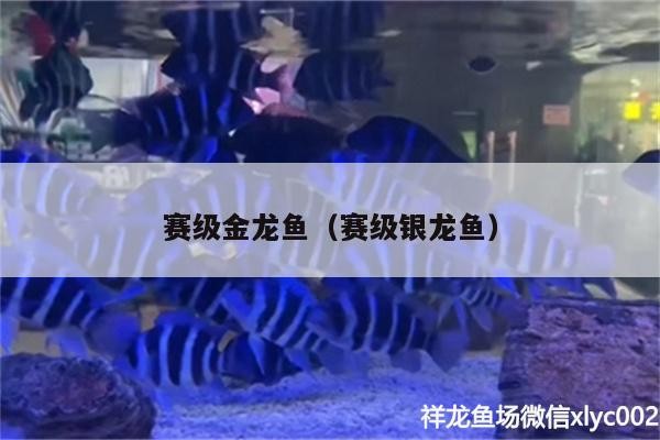 賽級金龍魚（賽級銀龍魚）