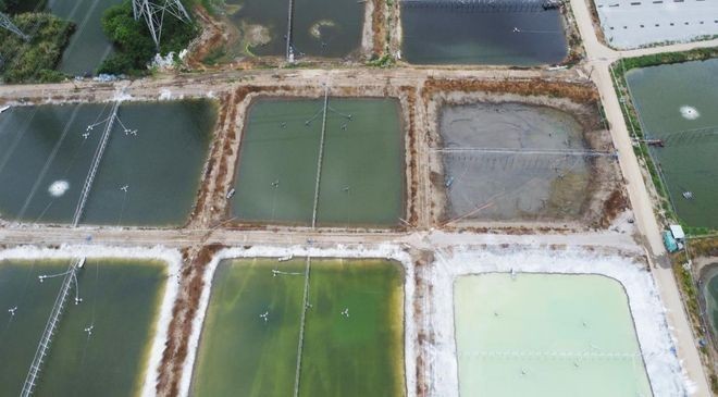 萬吉龍魚飼料效果如何？