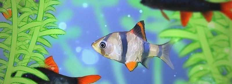 紅老虎魚混養最忌三種東西