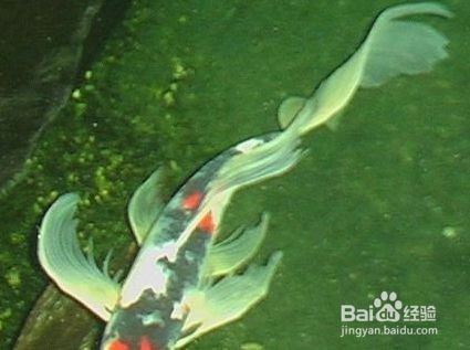 龍鳳鯉魚水溫監(jiān)控方法：龍鳳鯉魚最佳生長水溫