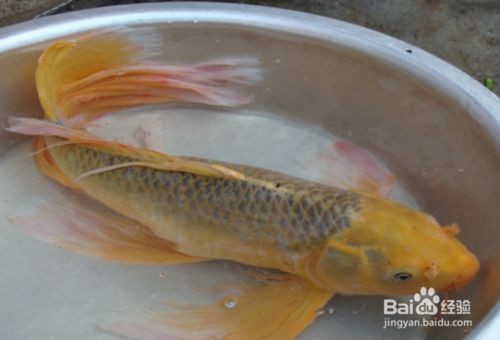 龍鳳鯉魚水溫監(jiān)控方法：龍鳳鯉魚最佳生長水溫